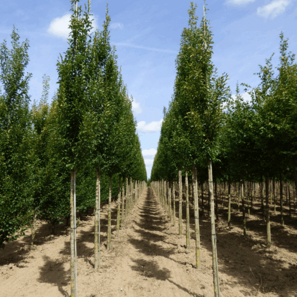 CARPINUS betulus 'Fastigiata' – Image 2