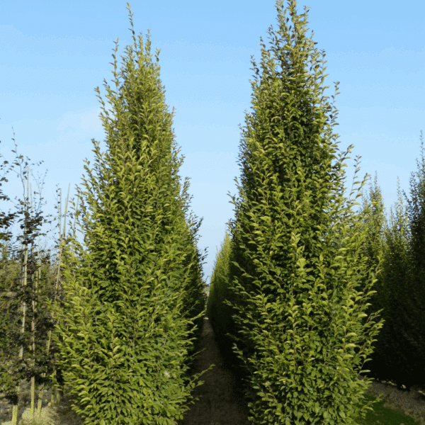 CARPINUS betulus 'Fastigiata' – Image 4