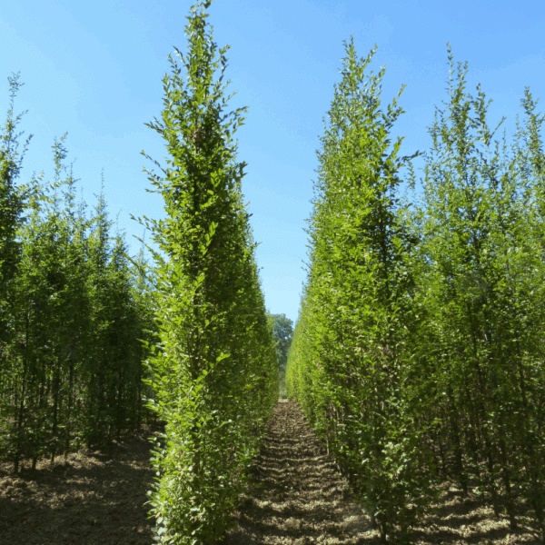 CARPINUS betulus 'Fastigiata' – Image 3