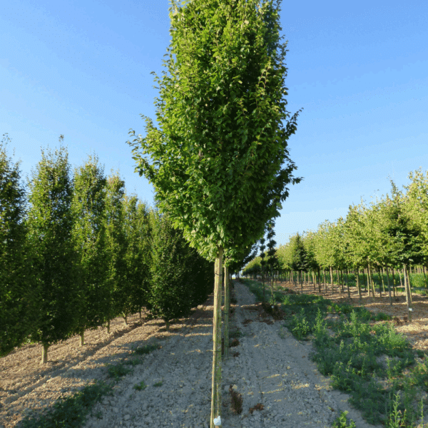 CARPINUS betulus 'Frans Fontaine' – Image 6