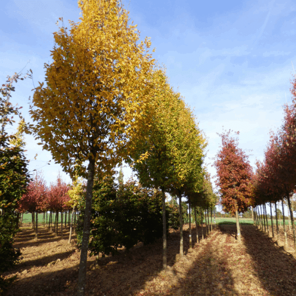 CARPINUS betulus 'Frans Fontaine' – Image 9