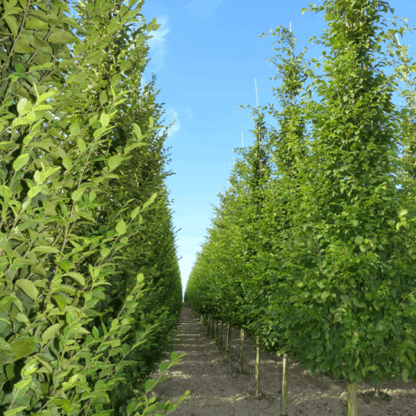 CARPINUS betulus 'Frans Fontaine' – Image 4