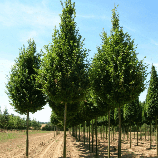 CARPINUS betulus 'Frans Fontaine' – Image 8