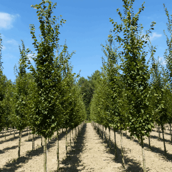 CARPINUS betulus 'Frans Fontaine' – Image 7