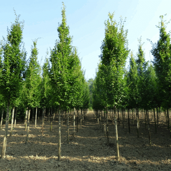 CARPINUS betulus 'Frans Fontaine' – Image 5
