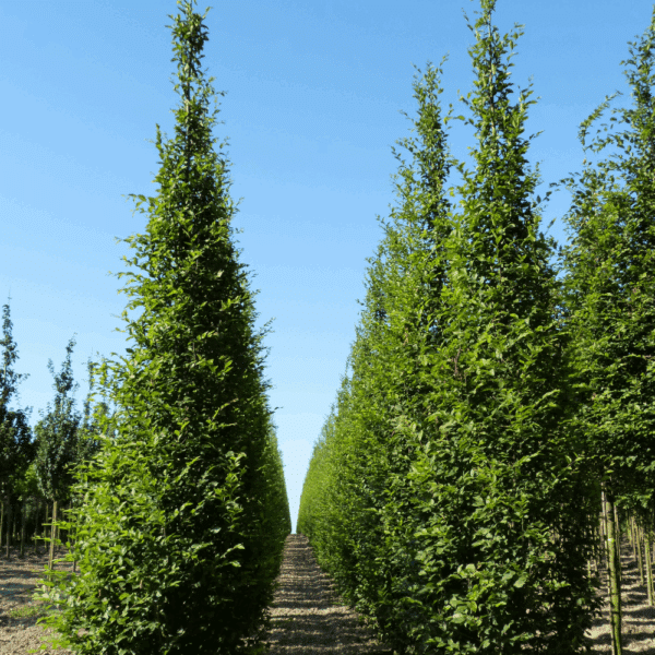 CARPINUS betulus 'Frans Fontaine' – Image 2