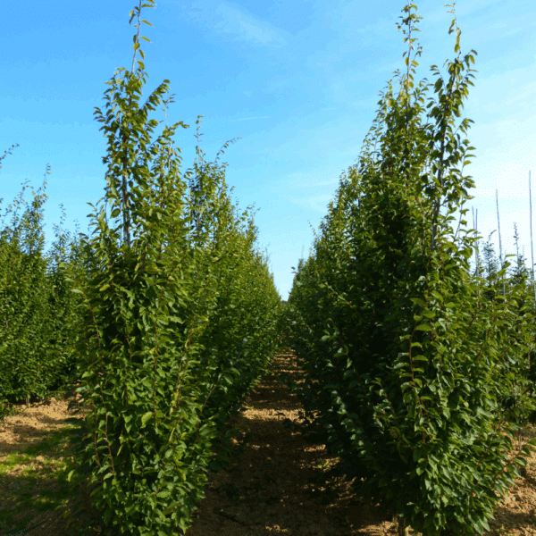CARPINUS betulus 'Frans Fontaine' – Image 3
