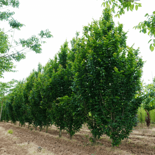 CARPINUS betulus 'Lucas'