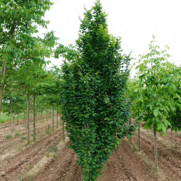 CARPINUS betulus 'Lucas' – Image 2