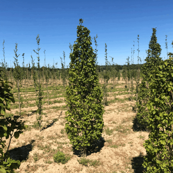 CARPINUS betulus 'Monument' – Image 2