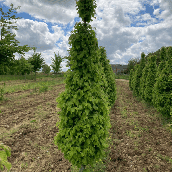 CARPINUS betulus 'Monument' – Image 3
