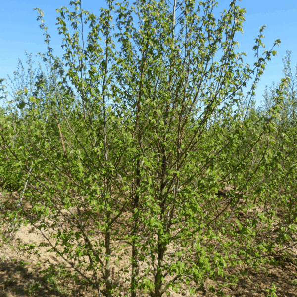 CARPINUS betulus 'Orange Retz COV' – Image 3