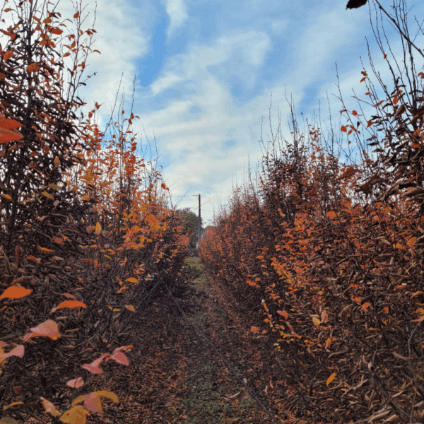 CARPINUS betulus 'Orange Retz COV' – Image 4