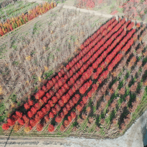 CARPINUS betulus 'Orange Retz COV' – Image 2