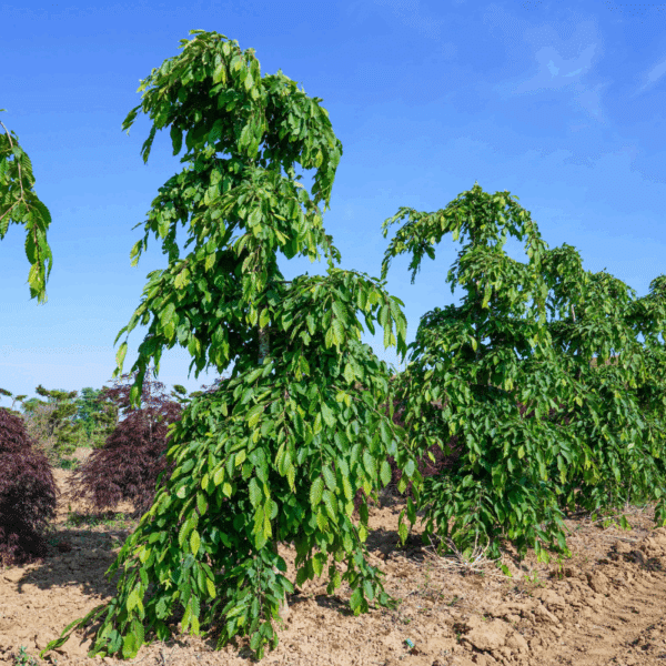 CARPINUS betulus 'Pendula' – Image 3