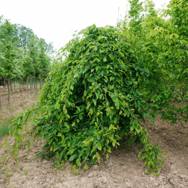 CARPINUS betulus 'Pendula' – Image 4