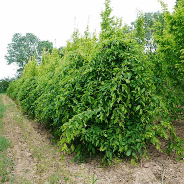 CARPINUS betulus 'Pendula' – Image 2