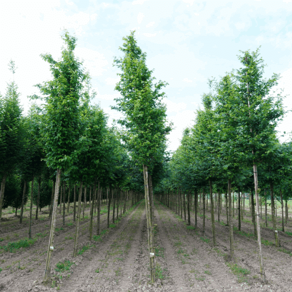 CARPINUS betulus 'Stegemanns Primus COV' – Image 5