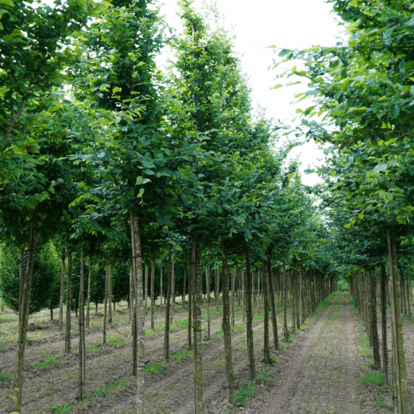 CARPINUS betulus 'Stegemanns Primus COV' – Image 3