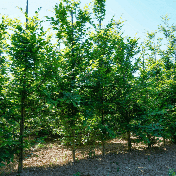 CARPINUS betulus 'Stegemanns Primus COV' – Image 2