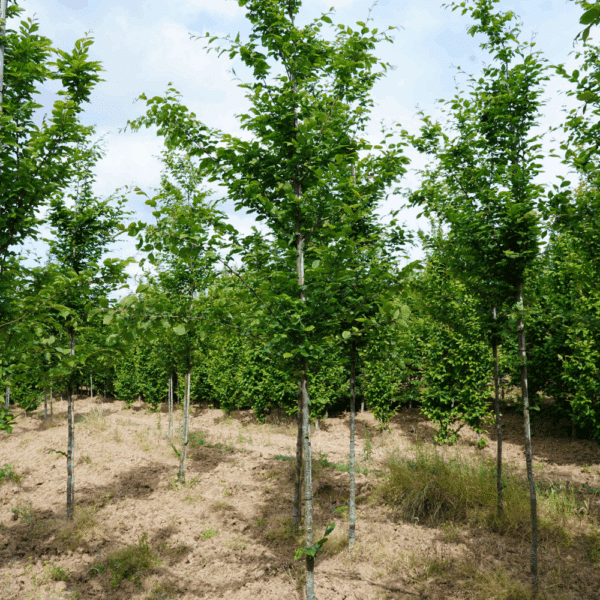 CARPINUS betulus 'Stegemanns Primus COV' – Image 4