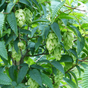 CARPINUS japonica