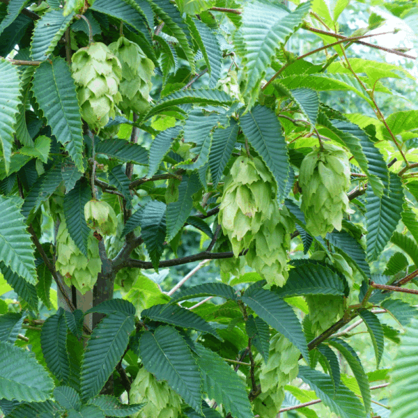 CARPINUS japonica