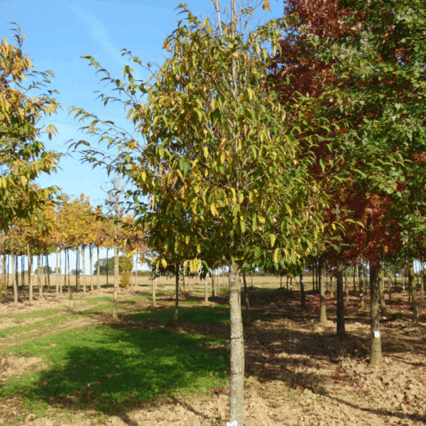 CARPINUS japonica – Image 3