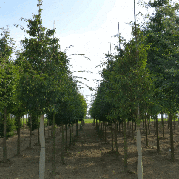 CARPINUS japonica – Image 5