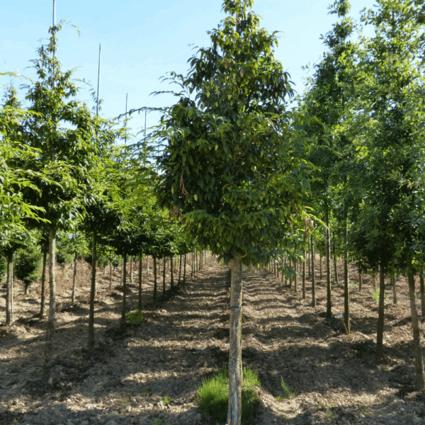 CARPINUS japonica – Image 4