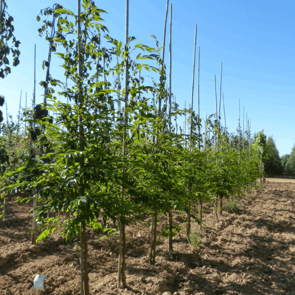 CARPINUS japonica – Image 2