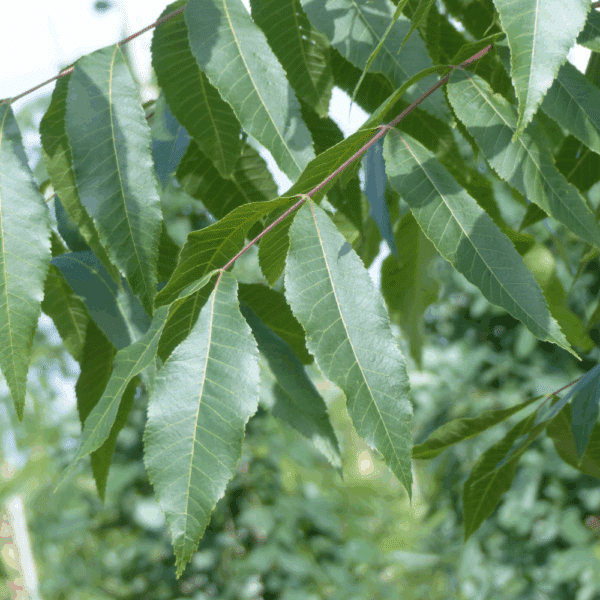 CARYA illinoinensis – Image 3