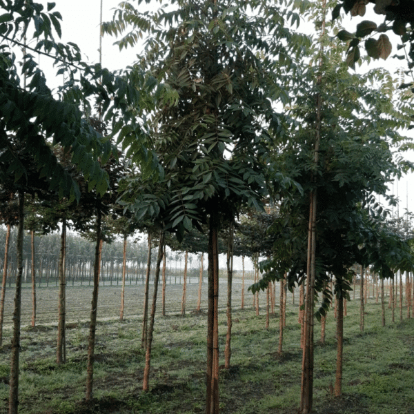 CARYA illinoinensis – Image 4