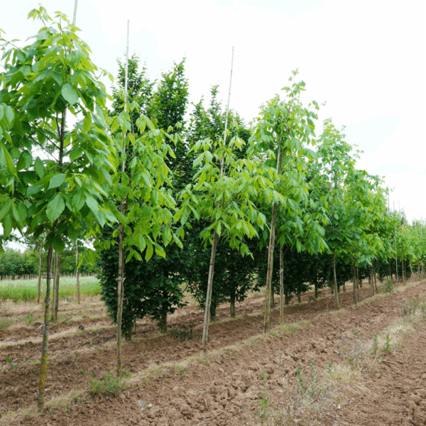 CARYA ovata – Image 2