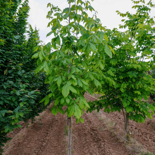 CARYA ovata – Image 3