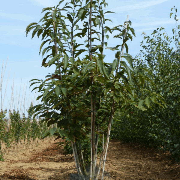 CASTANEA sativa – Image 7