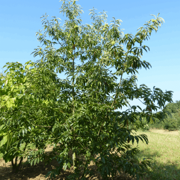 CASTANEA sativa – Image 6