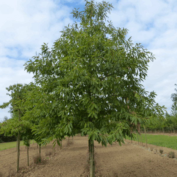CASTANEA sativa – Image 5