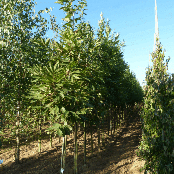 CASTANEA sativa – Image 2