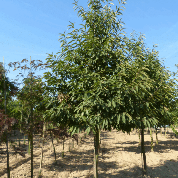 CASTANEA sativa – Image 3
