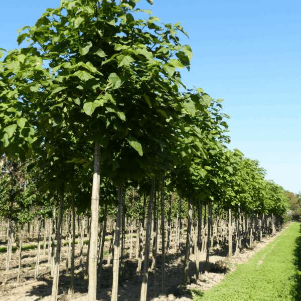 CATALPA bignonioides – Image 6