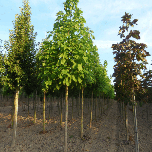 CATALPA bignonioides – Image 5