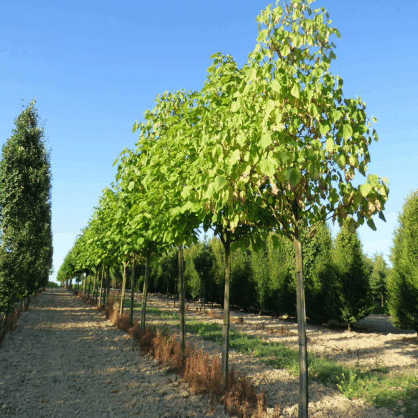CATALPA bignonioides – Image 4
