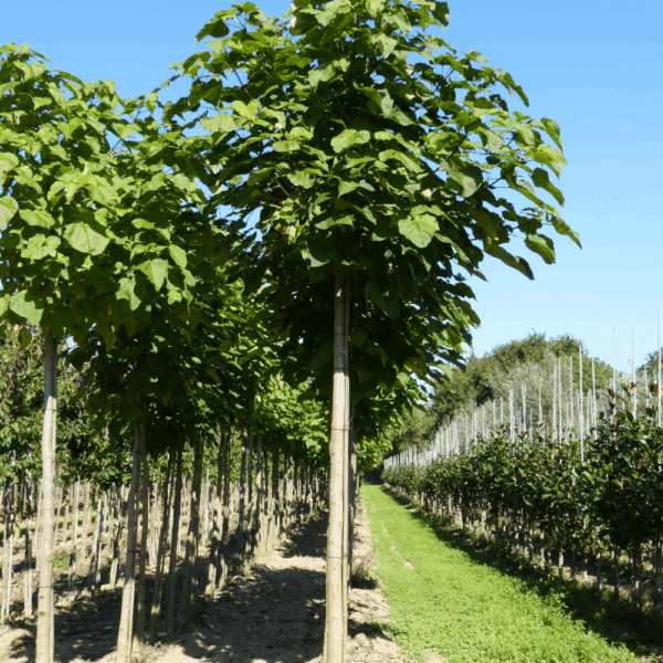 CATALPA bignonioides – Image 3