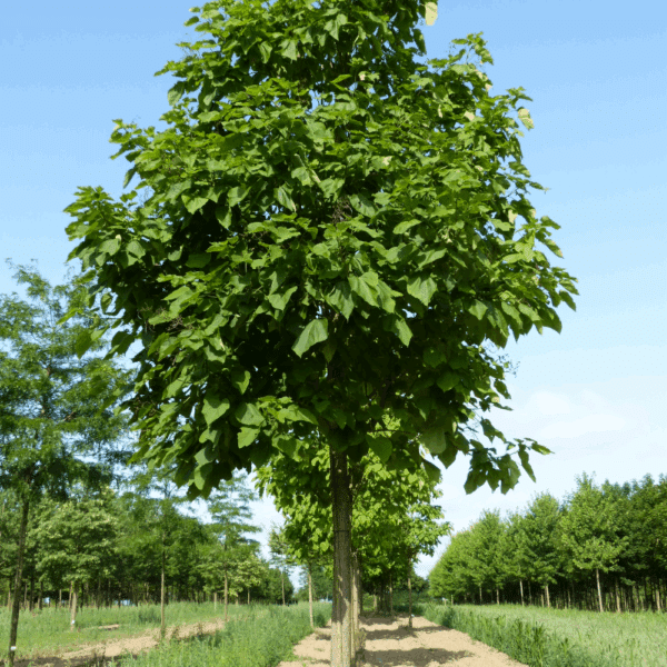 CATALPA bignonioides – Image 2