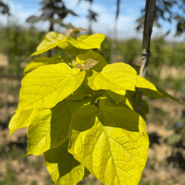 CATALPA bignonioides 'Aurea' – Image 3