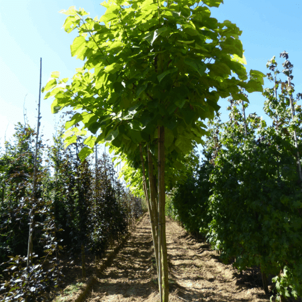 CATALPA bignonioides 'Aurea' – Image 4