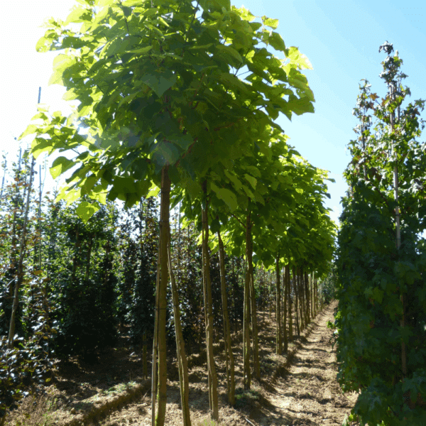 CATALPA bignonioides 'Aurea' – Image 2
