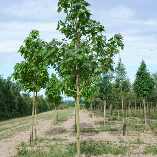 CATALPA ovata – Image 2