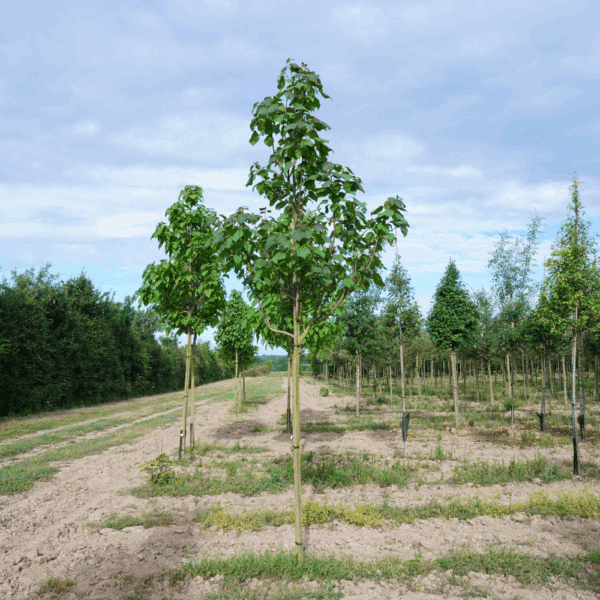 CATALPA ovata – Image 3